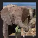  Pocztówka 3D. Słoń 