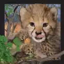 Worth Keeping  Magnes 3D Gepard 