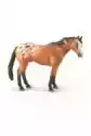 Koń Appaloosa Wałach Jasnobrązowy