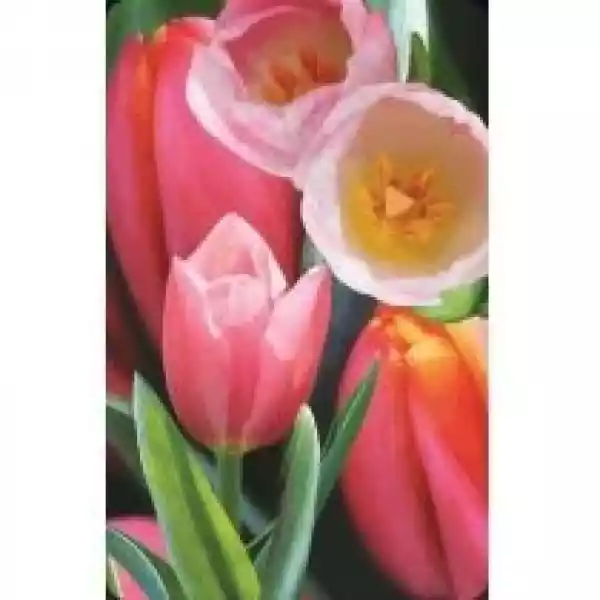 Worth Keeping Mini Kartka 3D Tulipan 