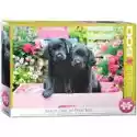 Eurographics  Puzzle 500 El. Black Labs In Pink Box 6500-5462 Eurographics