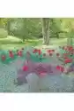 Karnet Z Kopertą Tulipany W Ogrodzie