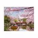 Twoje Hobby Malowanie Po Numerach. Chińska Sakura 40 X 50 Cm