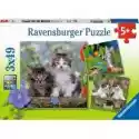 Ravensburger  Puzzle 3 X 49 El. Kocięta Ravensburger