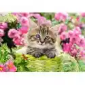 Castorland  Puzzle 500 El. Kitten In Flower Garden Castorland