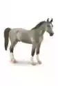 Koń Marwari Stallion Szary