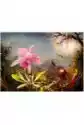 Puzzle 1000 El. Orchidea Cattleya I Trzy Kolibry