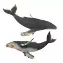  Wieloryb Humbak 