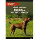  American Pit Bull Terier 