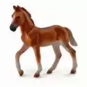  Koń Peruwiański Paso Maści Kasztan 