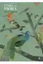 Ptaki I Ich Pióra