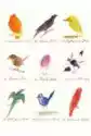 Karnet Z Kopertą Drawings Of Comic Birds