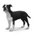 Collecta  Pies Amerykański Saffordshire Terrier 