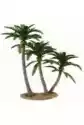 Drzewo Palmowe