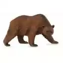  Niedźwiedź Brunatny 