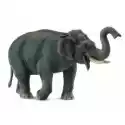  Słoń Azjatycki 