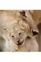 Karnet Kwadrat Z Kopertą Lioness And Cub