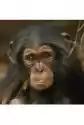 Karnet Kwadrat Z Kopertą Baby Chimp