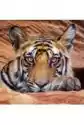 Karnet Kwadrat Z Kopertą Tiger Cub