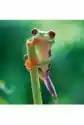 Karnet Kwadrat Z Kopertą Red Eyed Frog