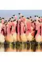 Karnet Kwadrat Z Kopertą Andean Flamingoes