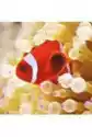 Karnet Kwadrat Z Kopertą Clownfish In Sea Anemone