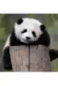 Karnet Kwadrat Z Kopertą Giant Panda Baby