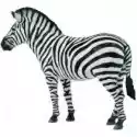  Zebra Common 