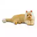  Kot Perski Leżący 