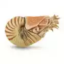 Collecta  Nautilus Pompilius 