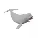  Wieloryb Bieługa 