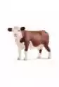 Krowa Rasy Hereford