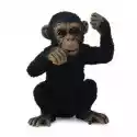  Szympans Młody Myślący S 