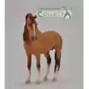  Koń Campolina Stallion Red Dun 