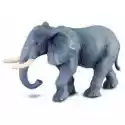  Słoń Afrykański 