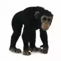  Szympans Samica 