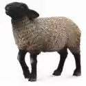 Collecta  Owca Suffolk 