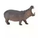  Hipopotam 