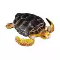  Żółw Karetta 