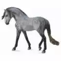  Koń Andalusian Stallion Dark Dapple Grey 