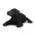  Pies Labrador Szczęnię 