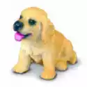  Pies Golden Retriever Szczeniak 