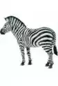 Zebra Common