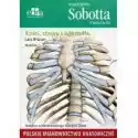 Anatomia Sobotta Flashcards. Kości, Stawy I Więzadła. Polskie M