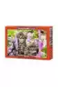 Castorland Puzzle 1000 El. Kittens In Summer Garden