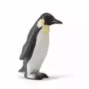  Pingwin Królewski 