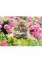 Castorland Puzzle 500 El. Kitten In Flower Garden