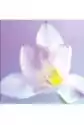 Karnet B2W 202 002 + Koperta Kwiat Biały