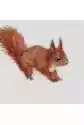 Karnet Kwadrat Z Kopertą Red Squirrel
