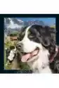 Pocztówka 3D Berneński Pies Pasterski